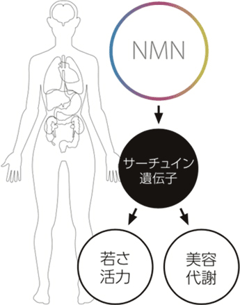 健康寿命を伸ばすサーチュイン遺伝子とは？